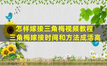 怎样嫁接三角梅视频教程 三角梅嫁接时间和方法成活高